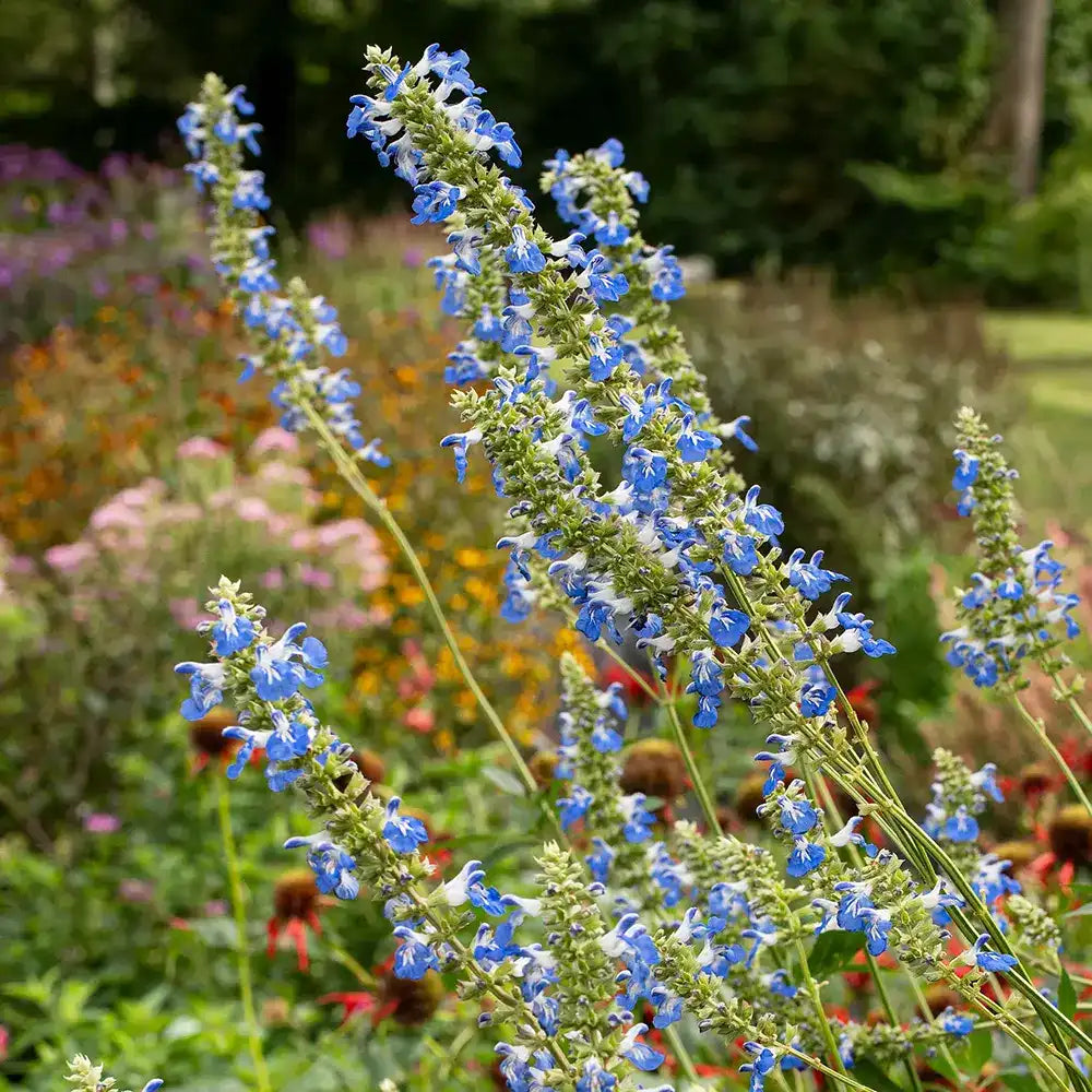 Salvie de Balta Uliginosa, planta perena decorativa, flori albastre, atractiva pentru polenizatori