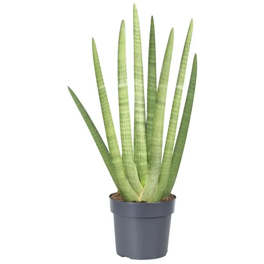 Sansevieria (Limba Soacrei) Mohican, Sansevieria cylindrica Limba soacrei Mohawk, frunze verticale verzi, planta de interior exotica si purificatoare de aer - 25 cm