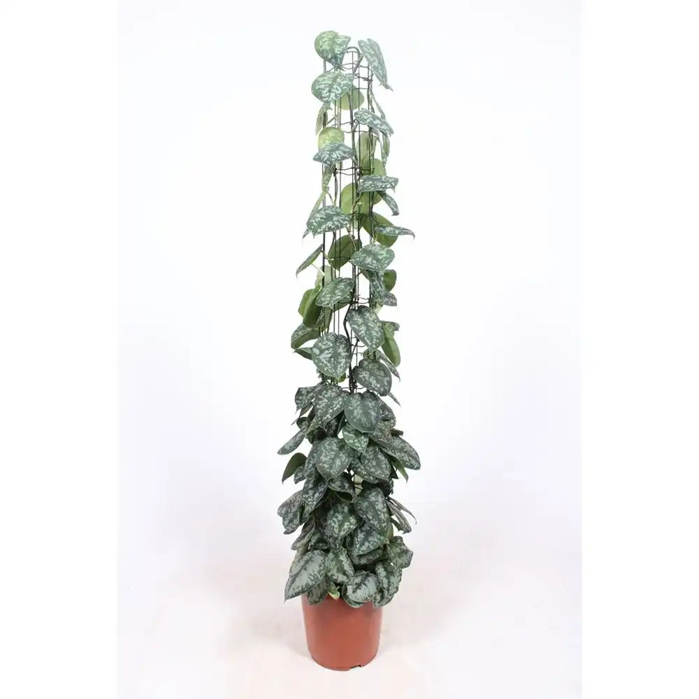 Planta Curgatoare (Scindapsus) Pictus Trebie, cu Suport - 120 cm