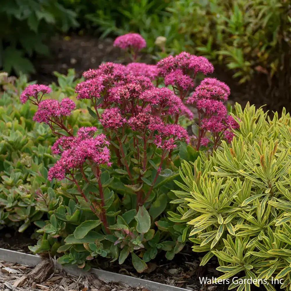 Тлъстига Sedum Carl, със зелено-синкави листа и яркорозови цветове