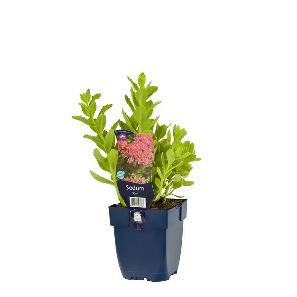 Тлъстига Sedum Carl, със зелено-синкави листа и яркорозови цветове