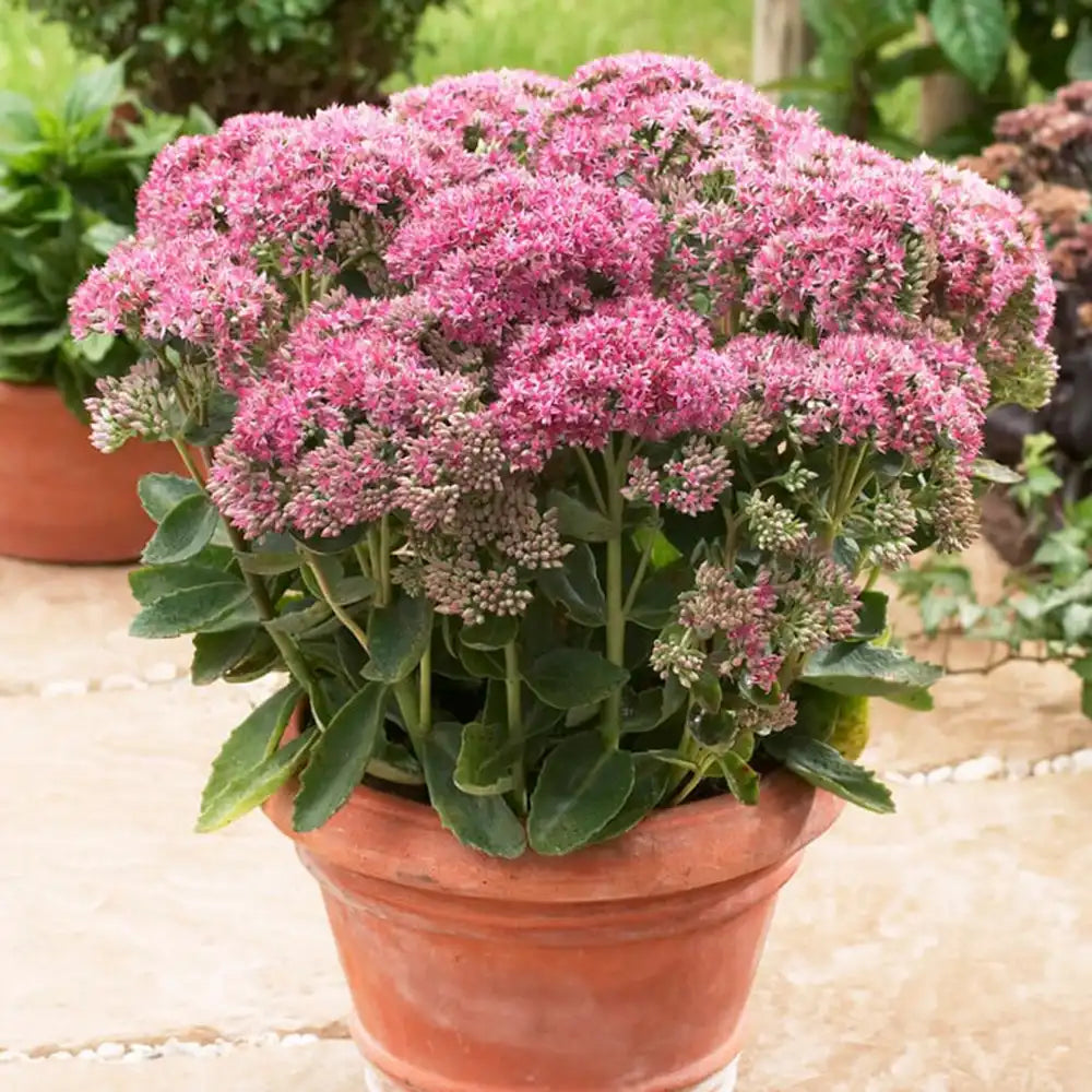 Тлъстига Sedum Carl, със зелено-синкави листа и яркорозови цветове