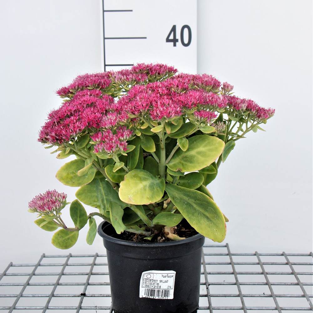 Тлъстига (Sedum) Herbstfreude, с обилни розови цветове