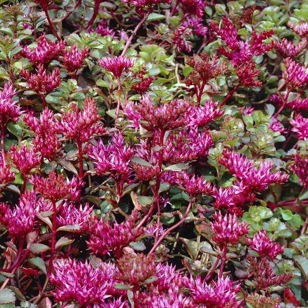 Iarba Grasa Sedum spurium Schorbuser Blut, frunzis verde si flori roz, compact, decorativ tot timpul anului