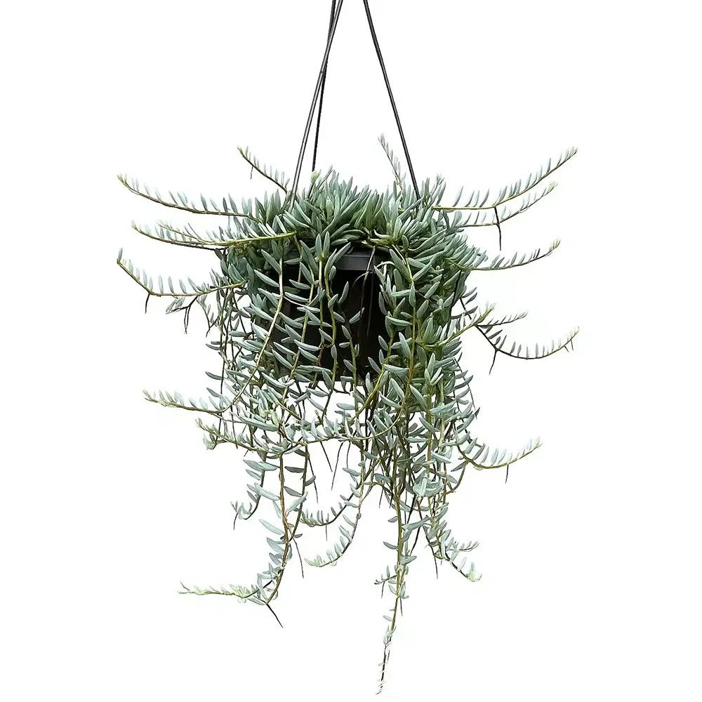 Senecio Halianus, 35 cm, planta suculenta suspendata, frunzis argintiu, usor de ingrijit