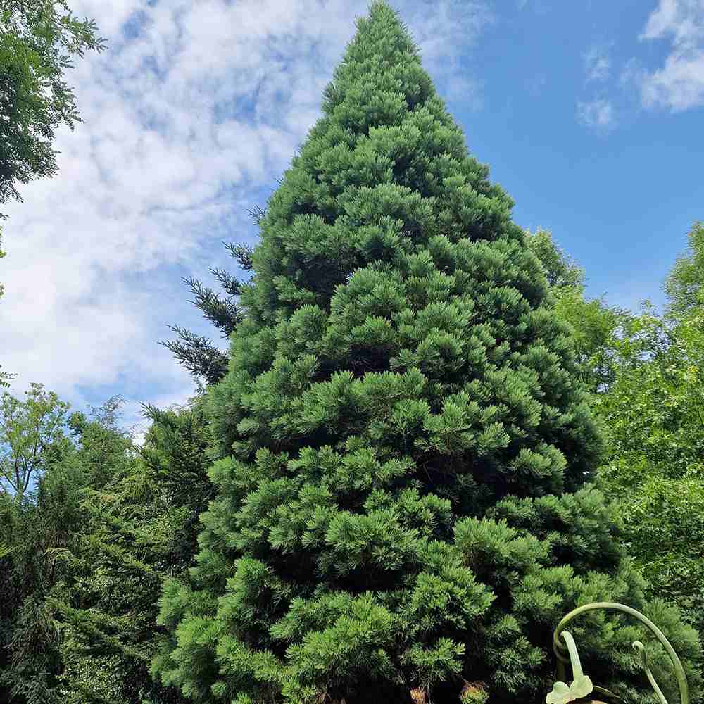 Arborele Mamut, Sequoia Gigant (Sequoiadendron Giganteum), conifer cu ace verde-albastrui, aspect metalic usor, arbore decorativ urias, vesnic verde, coroana piramidala