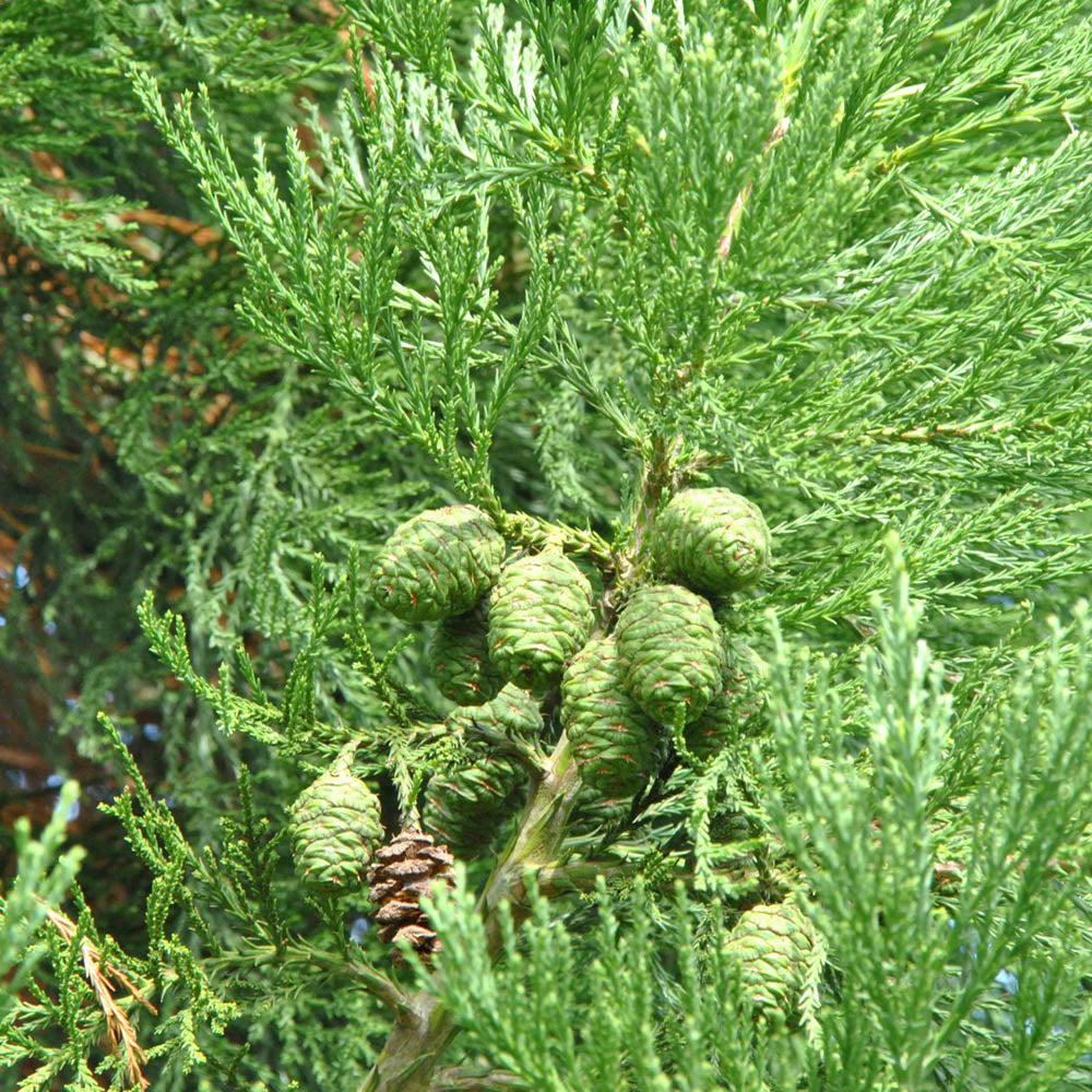 Arborele Sequoia Giganteum (Sequoiadendron Giganteum)