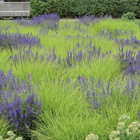 Декоративна трева Sesleria есенна