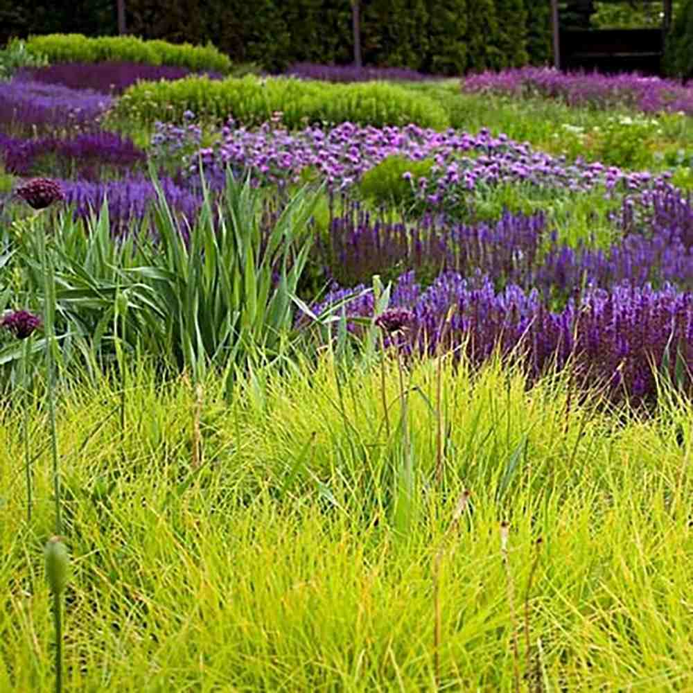 Декоративна трева Sesleria есенна