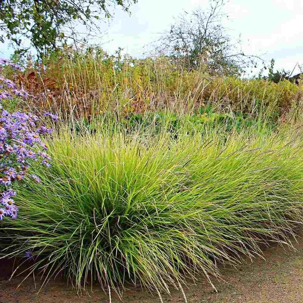 Декоративна трева Sesleria есенна