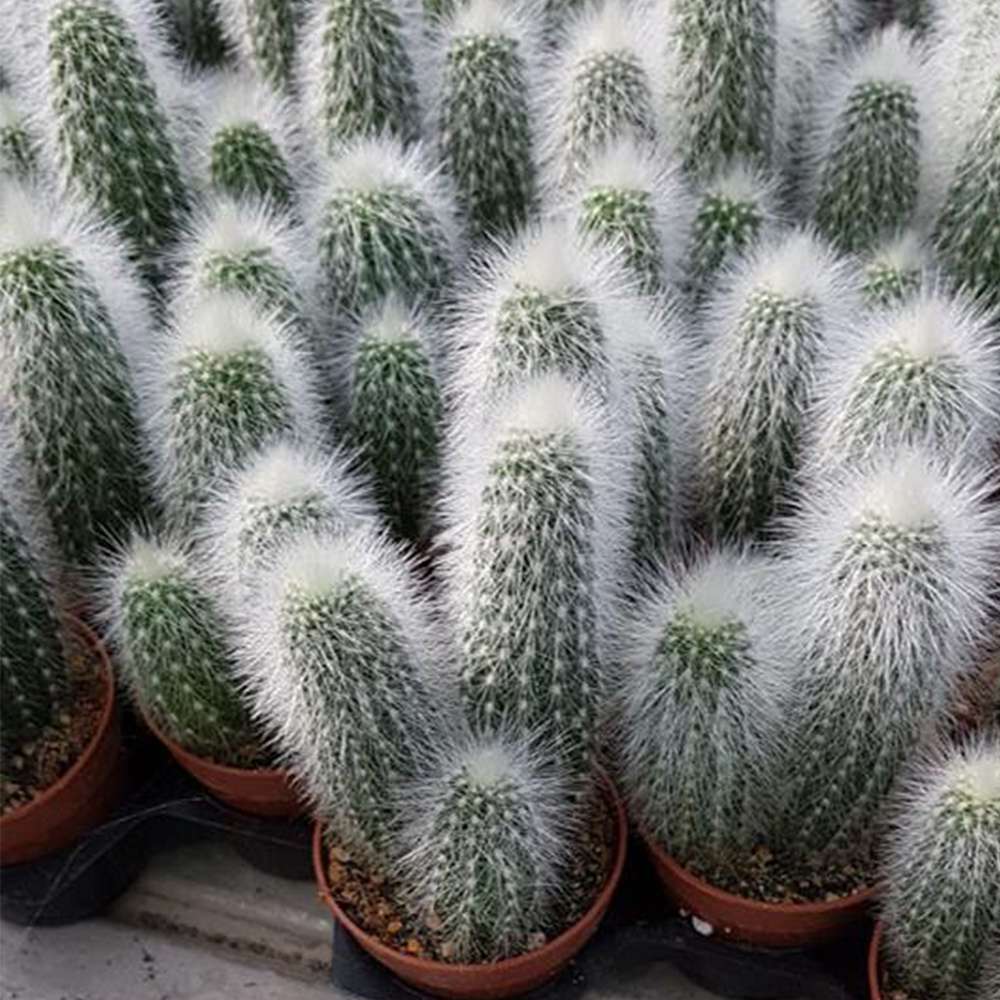 Cactusul Silver Torch (Cleistocactus Straussii), tulpina eleganta cu tepi albi, rezistent