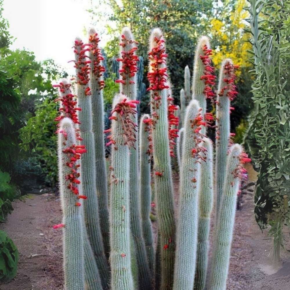 Cactusul Silver Torch (Cleistocactus Straussii), tulpina eleganta cu tepi albi, rezistent