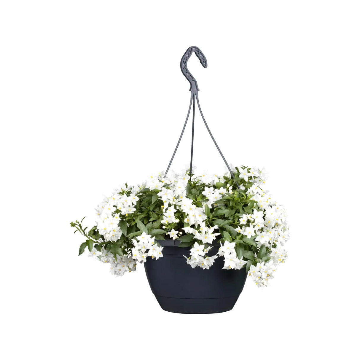 Жасмин Solanum jasminoides – катерливо растение с бели ароматни цветя