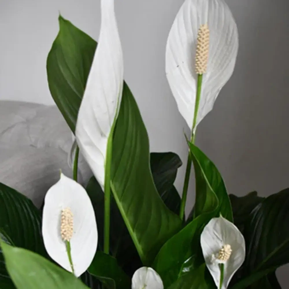 Кринът на мира Spathiphyllum Verdi, 75 см – елегантни бели цветове и лъскави зелени листа