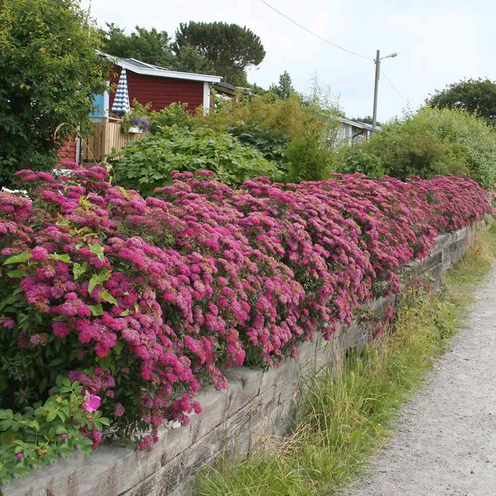 Cununita (Spiraea japonica) Anthony Waterer, arbust decorativ, flori roz, crestere rapida, gard viu mic
