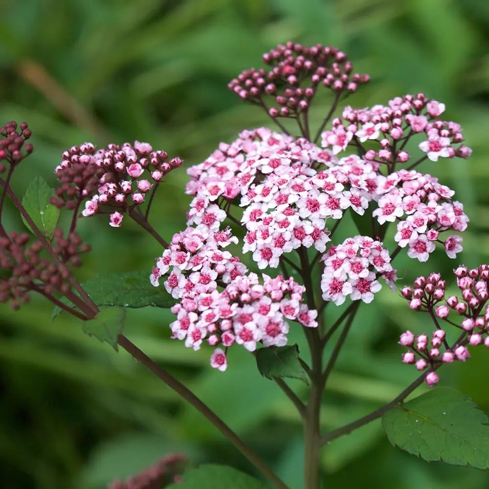 Cununita Japoneza Little Princess (Spiraea japonica), arbust decorativ cu flori roz pentru borduri si gradini compacte