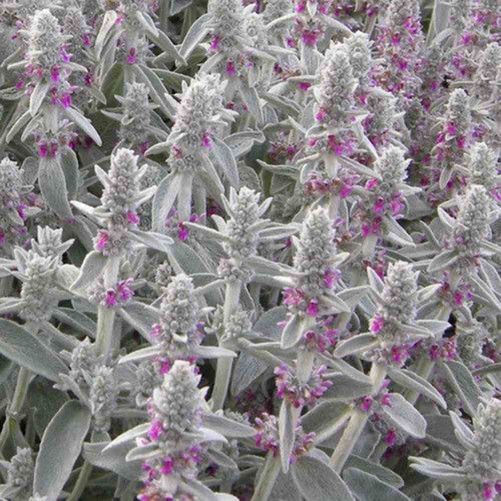 Urechea Mielului Silver Carpet, frunze catifelate argintii covor decorativ gradina