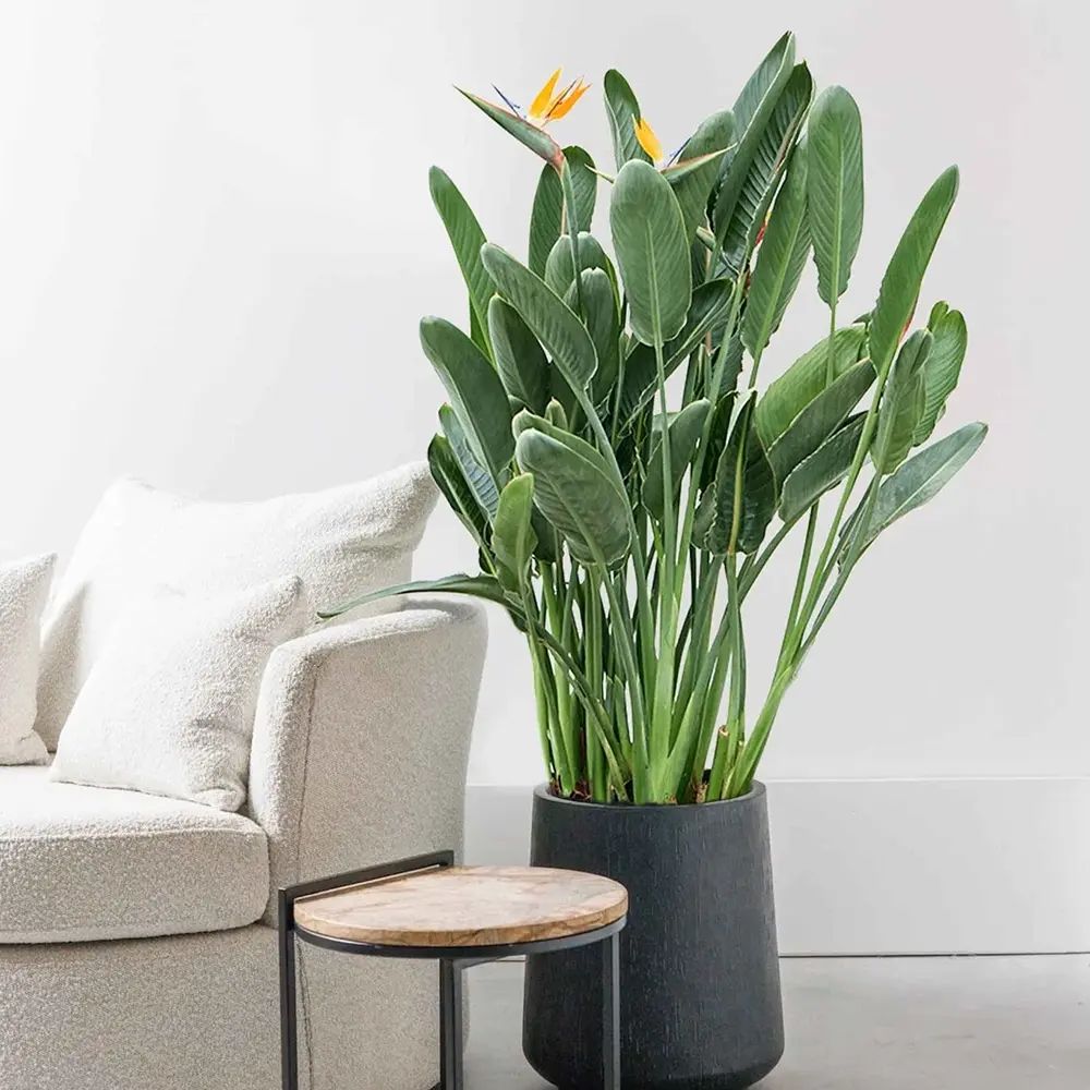 Pasarea Paradisului Strelitzia Reginae, planta exotica mare cu frunze uriase tropicale decorative pentru interior - 60 cm