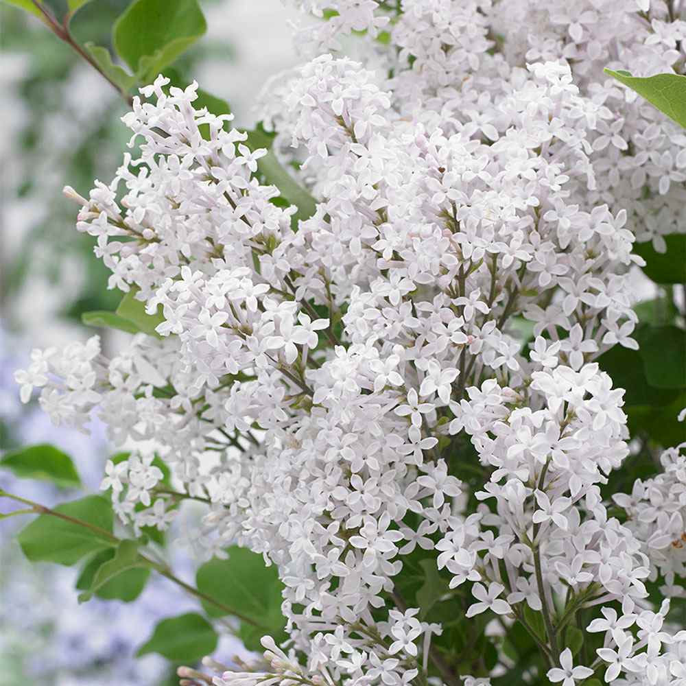 Liliac (Syringa) Copac Flowerfesta White, flori albe parfumate, inflorire repetata, compact, crestere rapida, iubitor de soare
