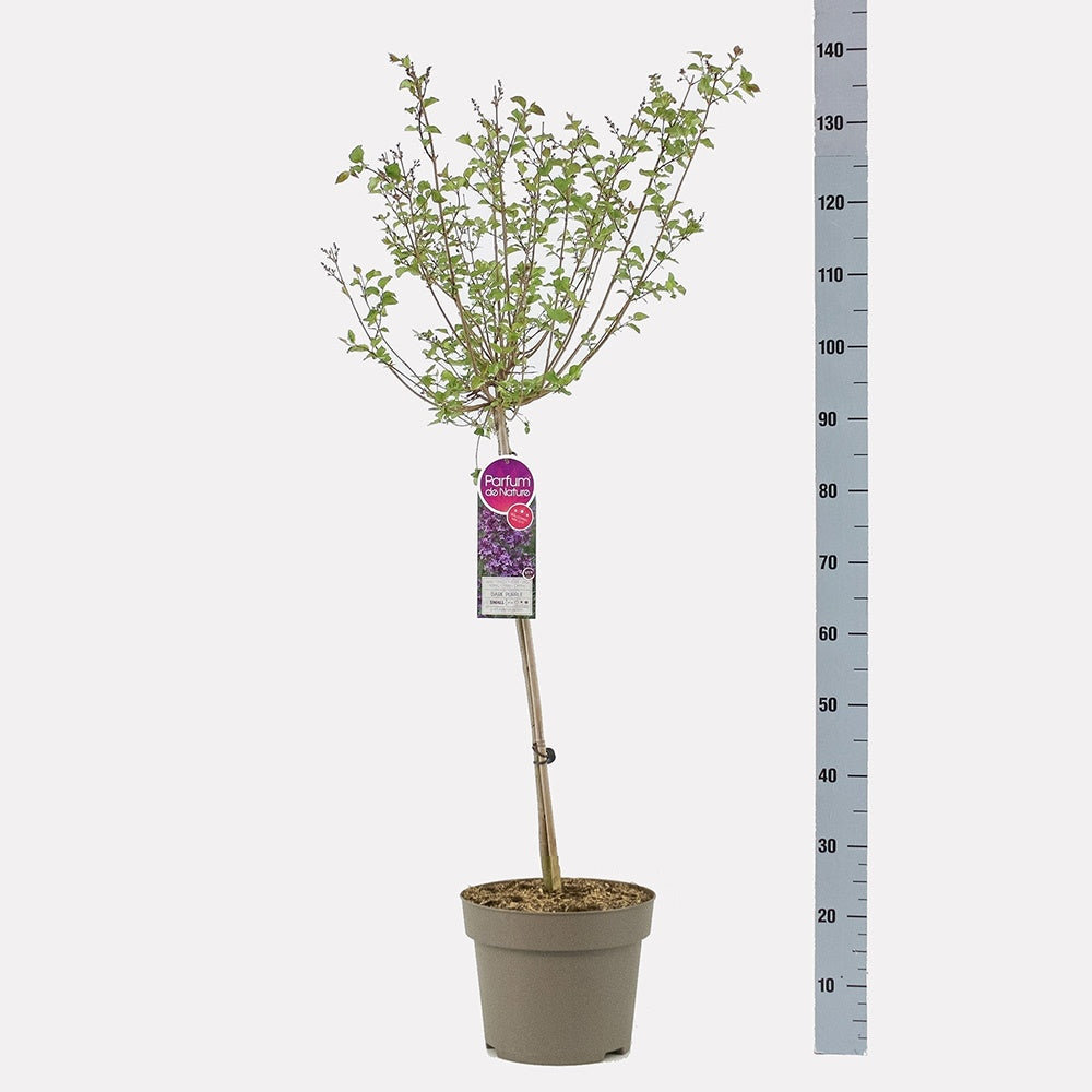 Liliac (Syringa) Copac Bloomerang Dark Purple, cu flori violet intens, parfum puternic, inflorire lunga si repetata, iubitor de soare