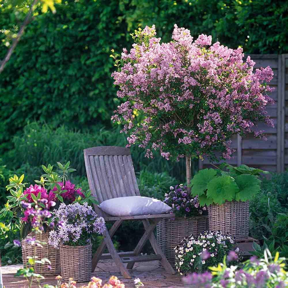 Люляк (Syringa) дърво Palibin, двоен цъфтеж розово-лилав, интензивен аромат, декоративен, за саксия или малка градина