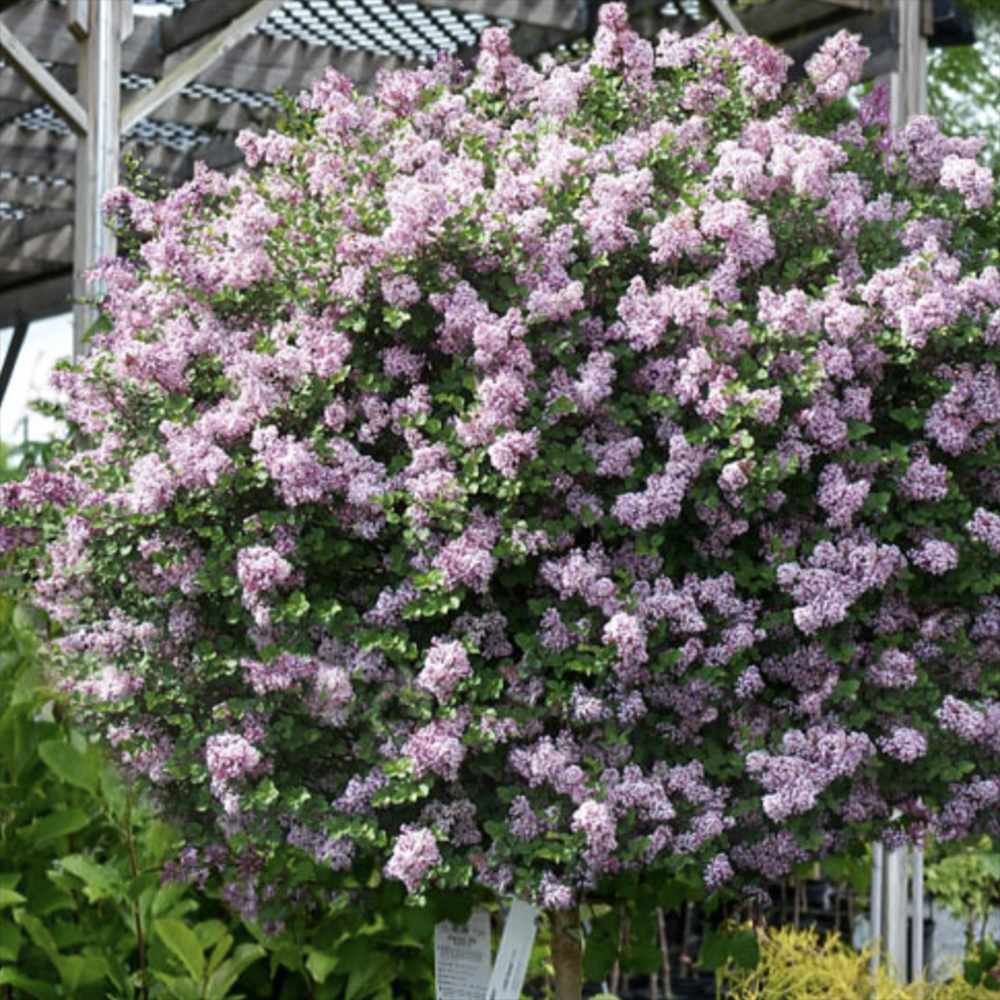 Люляк (Syringa) дърво Palibin, двоен цъфтеж розово-лилав, интензивен аромат, декоративен, за саксия или малка градина