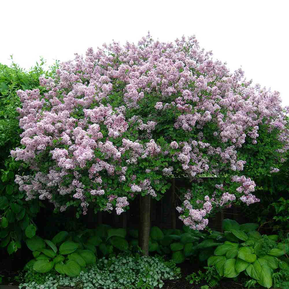 Люляк (Syringa) дърво Palibin, двоен цъфтеж розово-лилав, интензивен аромат, декоративен, за саксия или малка градина