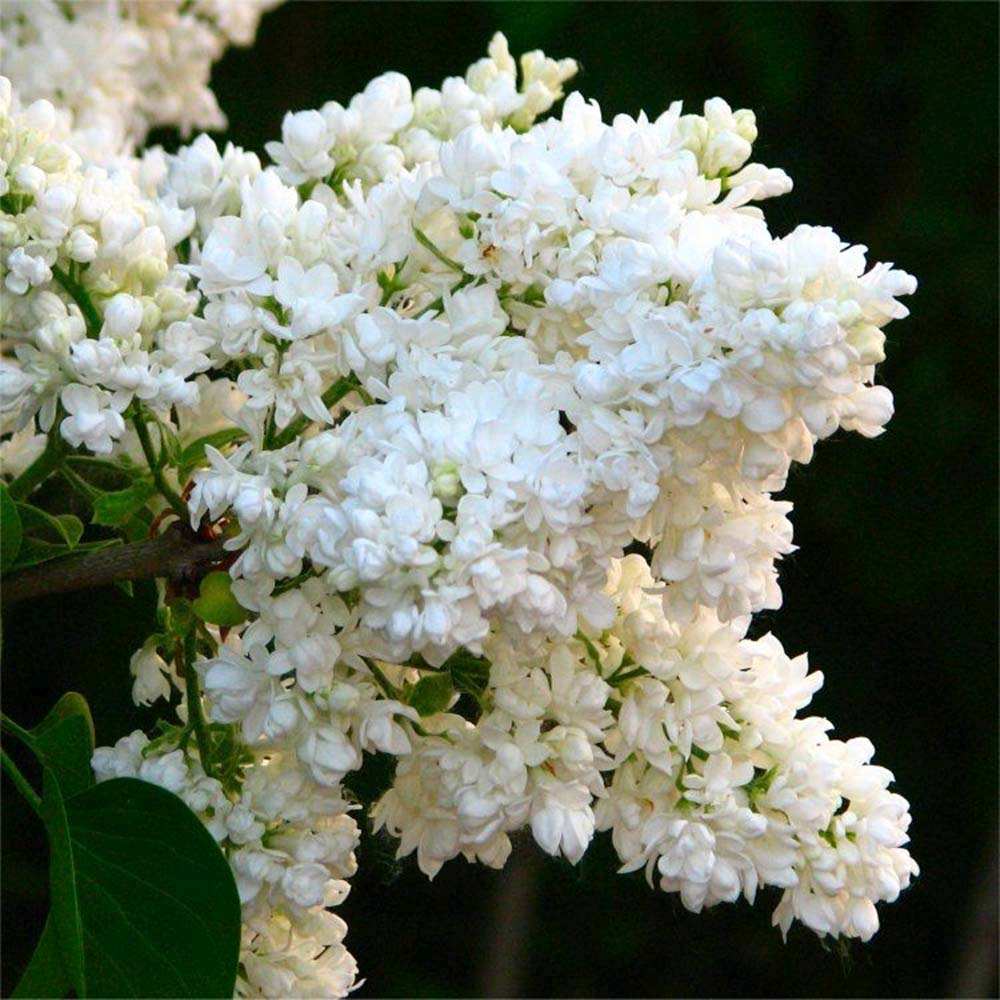 Liliac Nobil (Syringa) Copac Madame Florent Stepman, flori albe duble parfumate, inflorire mai-iunie, compact