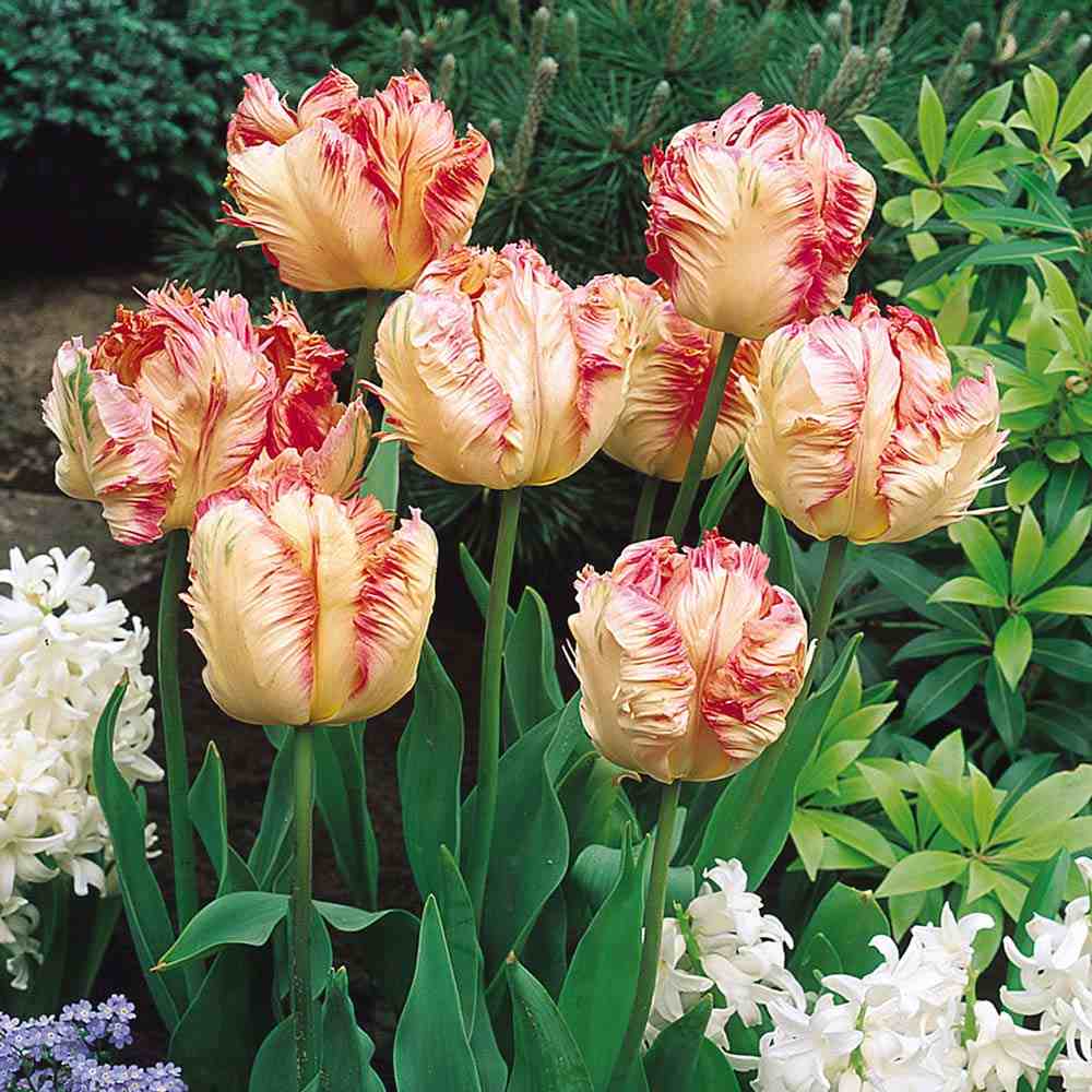 Bulbi Lalele Apricot Parrot, set de 7 bulbi cu flori piersica roz-galben, duble, parfumate, rezistenti la frig
