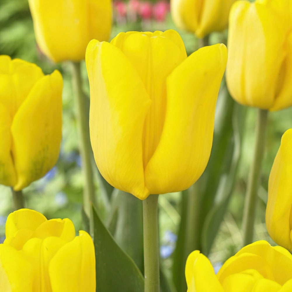 Bulbi Lalele Triumph Yellow, cu flori galbene, set de 5 bulbi