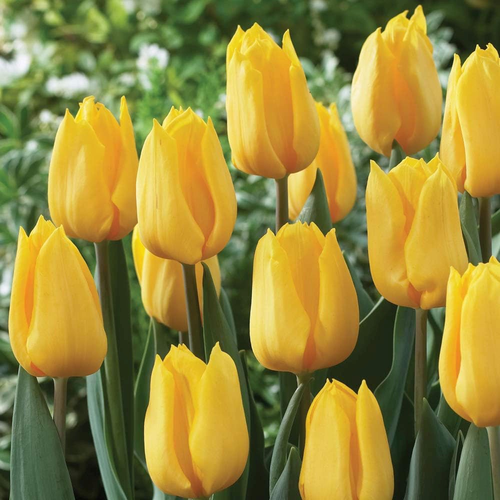 Bulbi Lalele Triumph Yellow, cu flori galbene, set de 5 bulbi