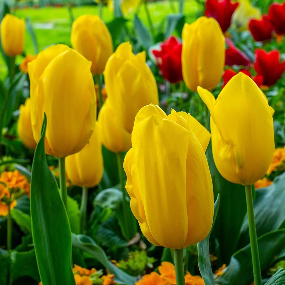 Bulbi Lalele Triumph Yellow, cu flori galbene, set de 5 bulbi