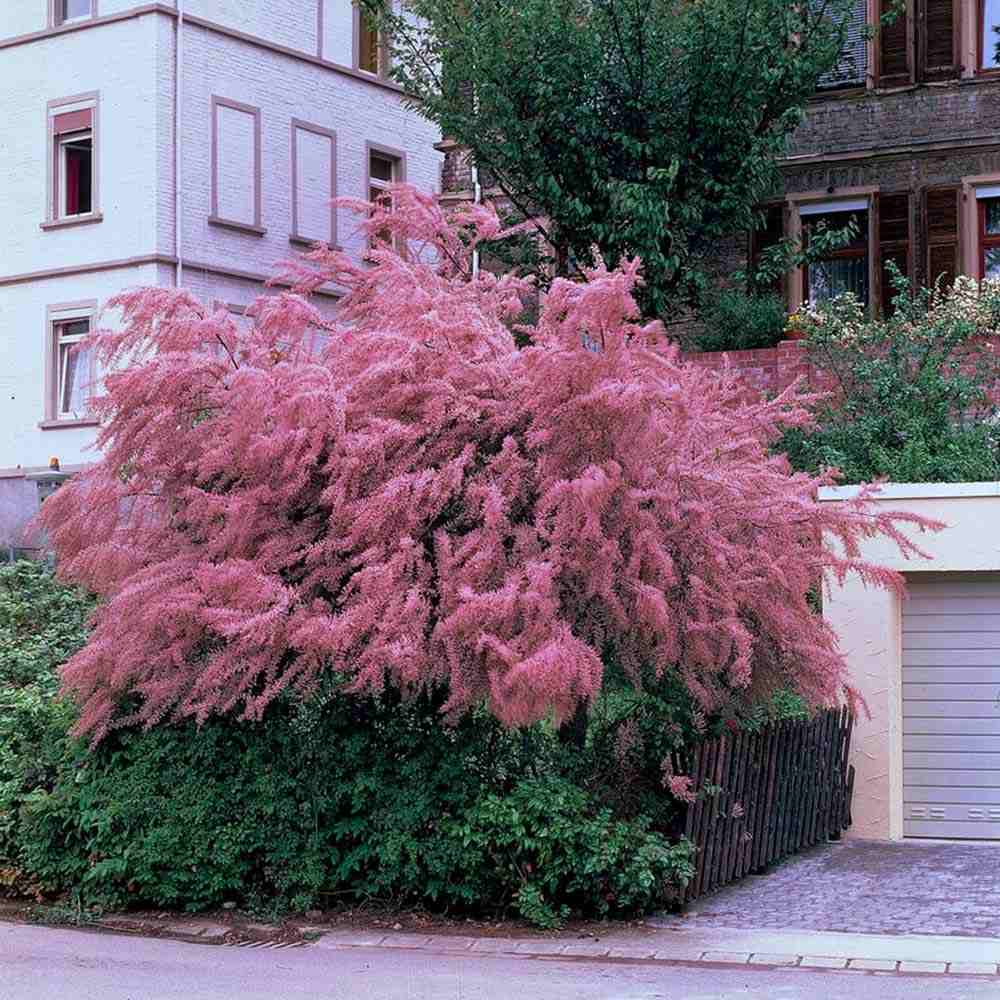 Catina Rosie (Tamarix Tetrandra) Rubra, decorativa cu flori roz-rosiatii, rezistenta la seceta si frig, iubitoare de soare, crestere rapida