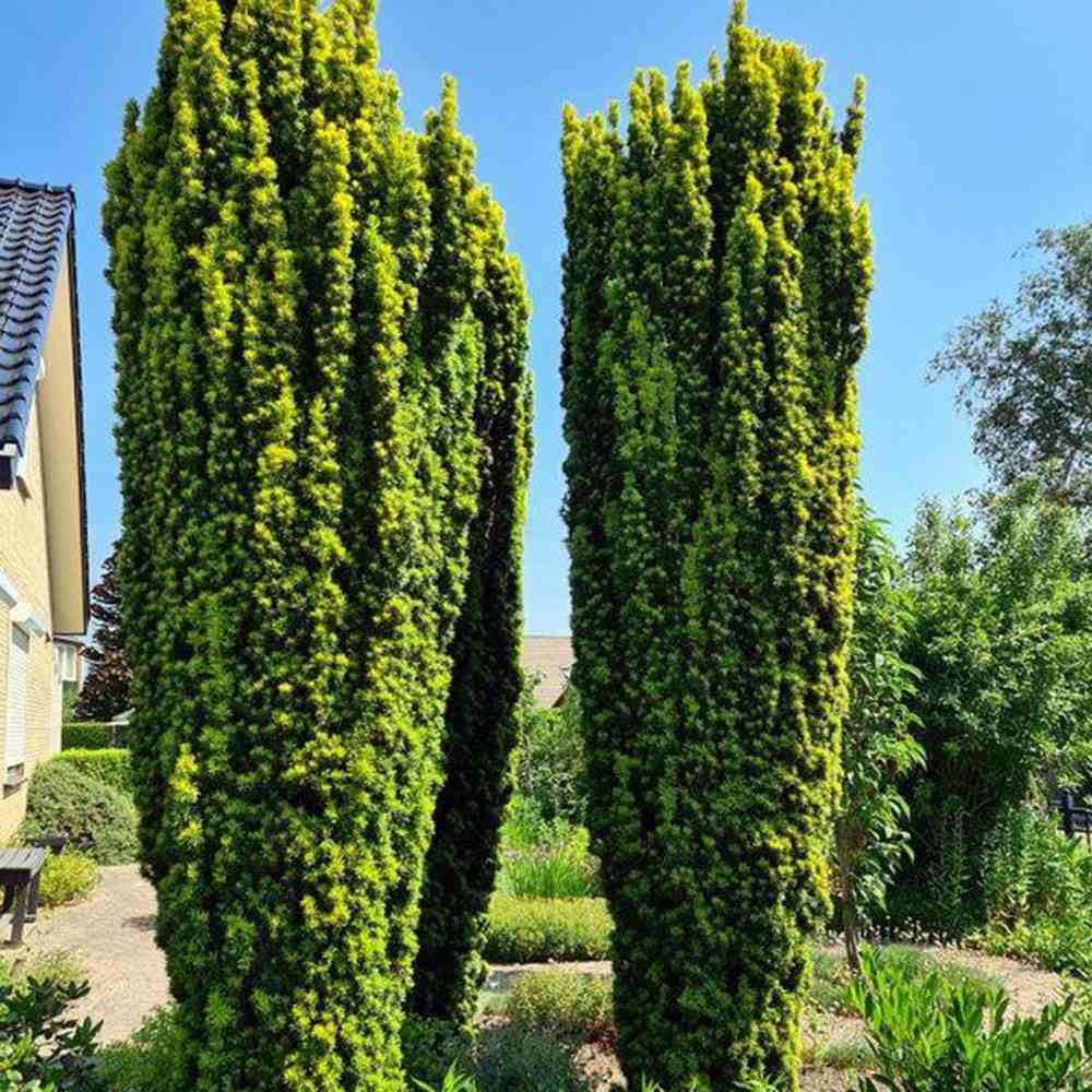 Тис Robusta (Taxus baccata) – елегантен колонен иглолистен за жив плет или солитер