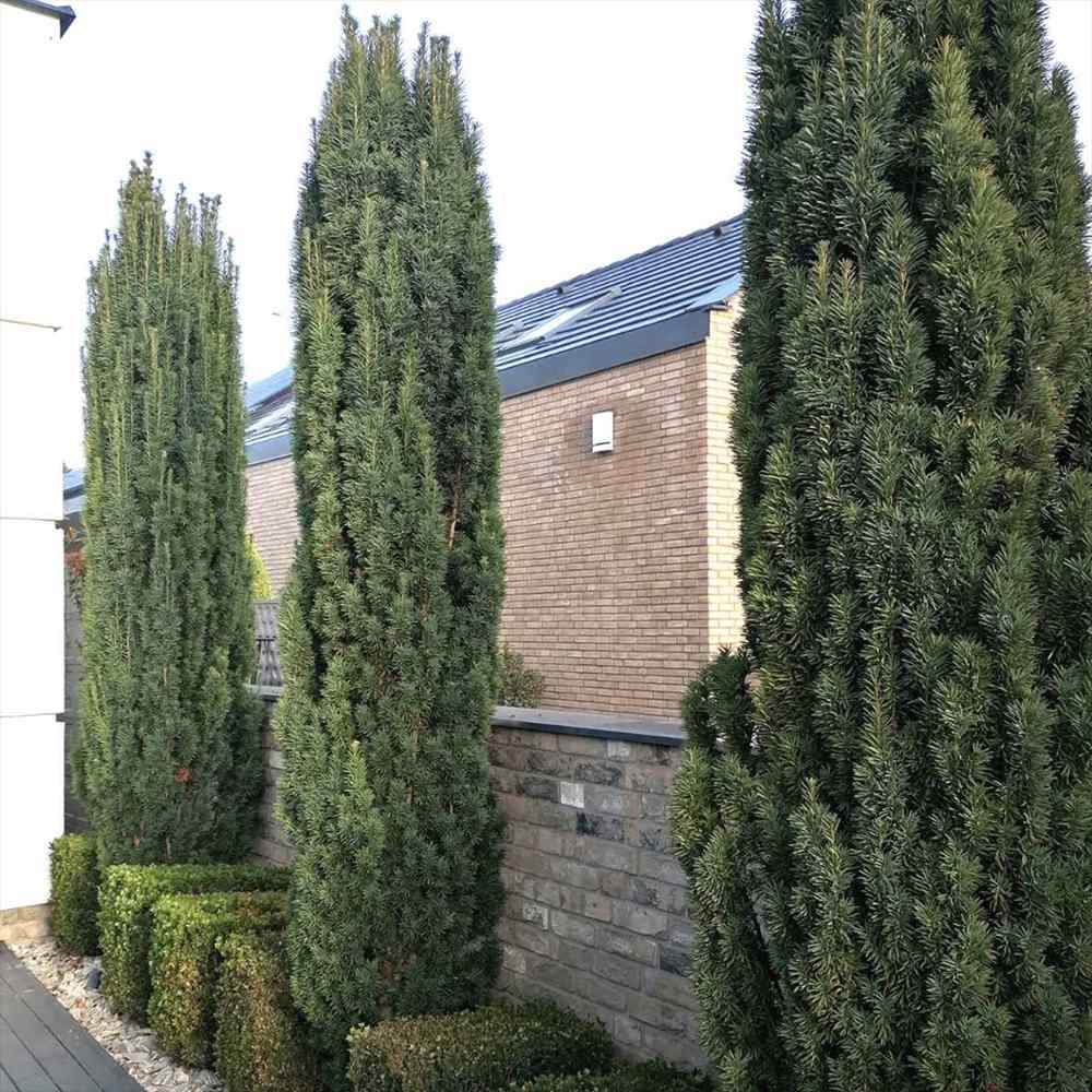 Тис Robusta (Taxus baccata) – елегантен колонен иглолистен за жив плет или солитер