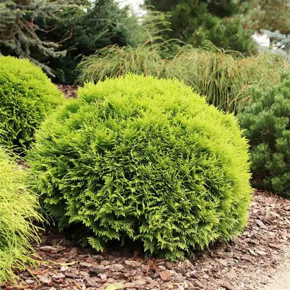 Туя сферична Mirjam, иглолистно растение със жълто-зелени листа, кръгла форма, подходяща за начинаещи