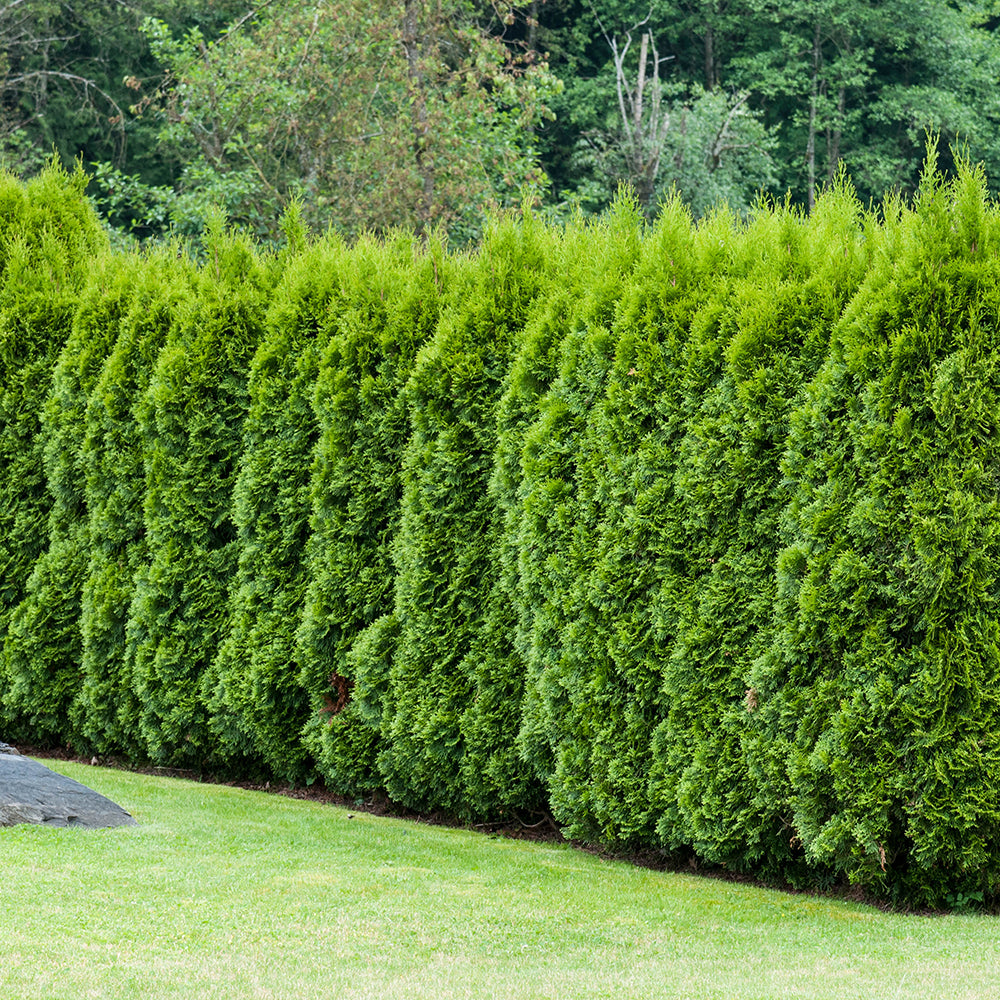 Tuia Occidentalis Emerald, вечнозелен жив плет