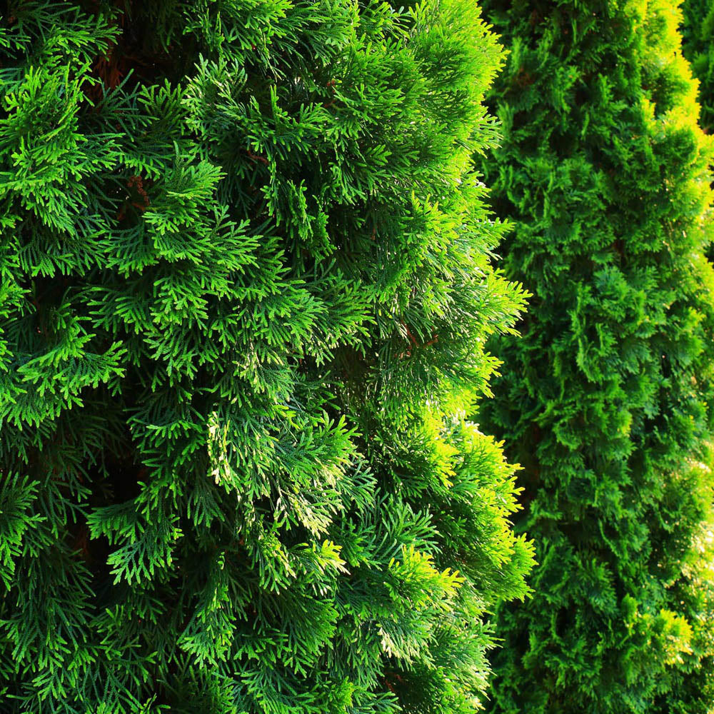 Tuia Occidentalis Emerald, вечнозелен жив плет