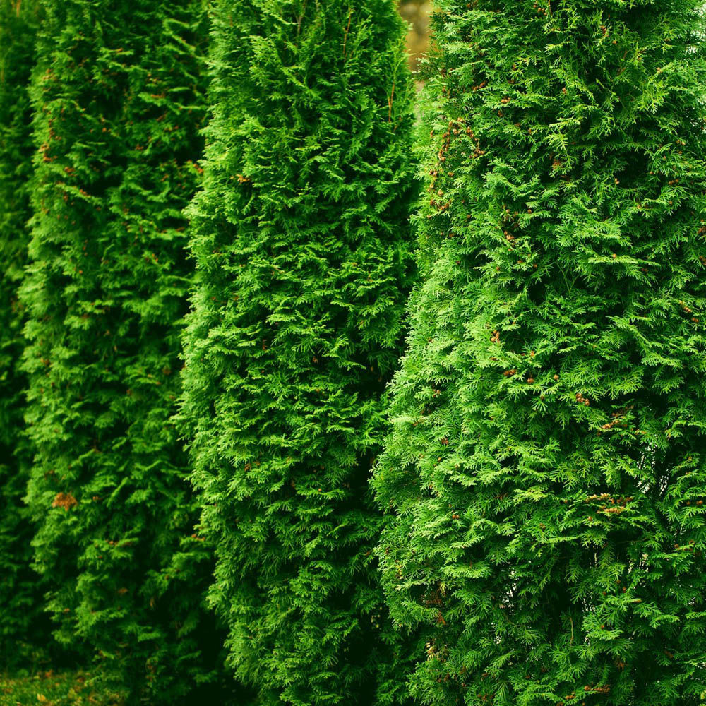 Tuia Occidentalis Emerald, вечнозелен жив плет