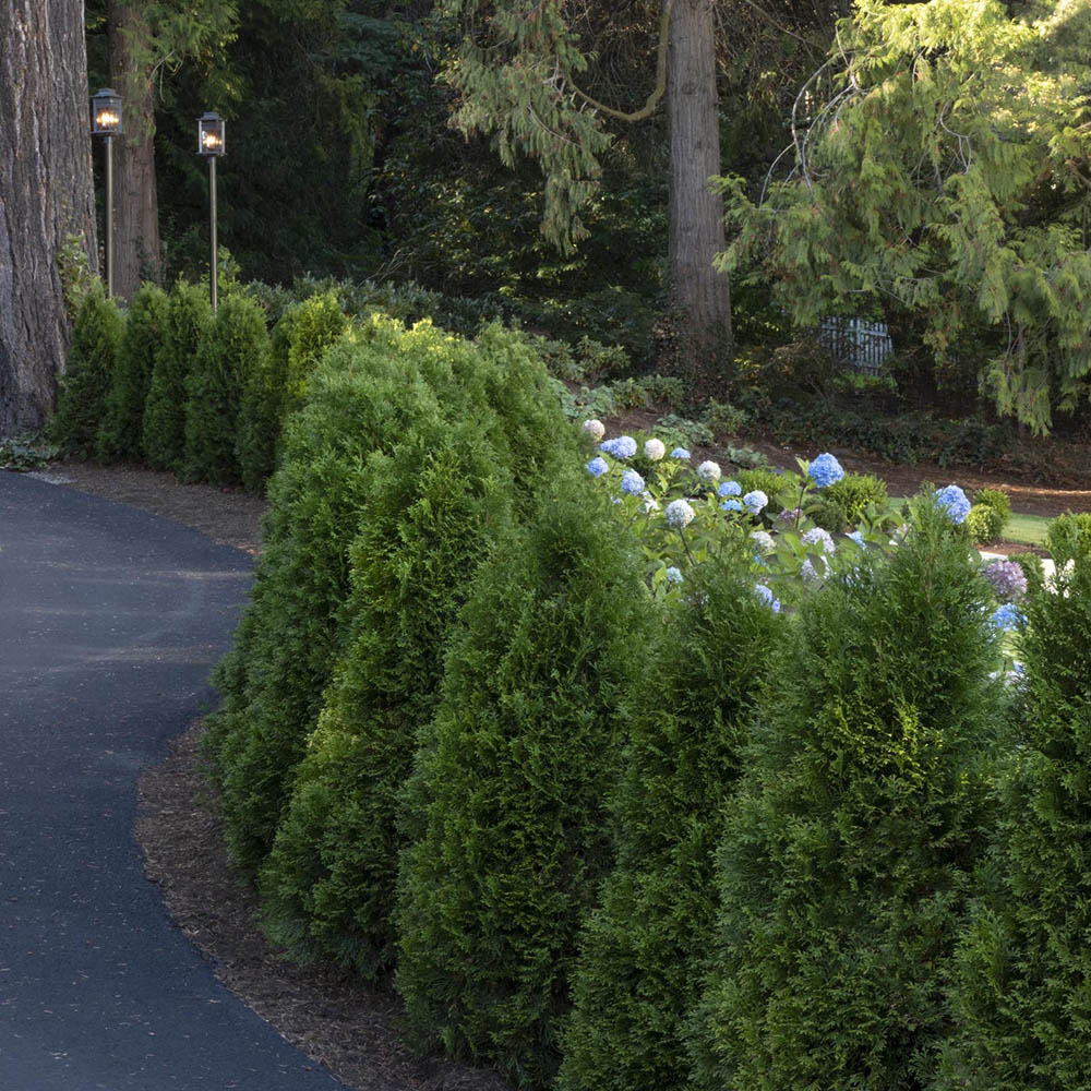 Tuia Occidentalis Emerald, вечнозелен жив плет