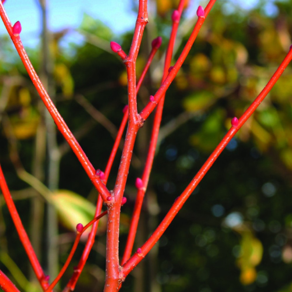 Липа Tilia cordata 'Winter Orange' – декоративна с оранжеви клони и ухаещи цветове