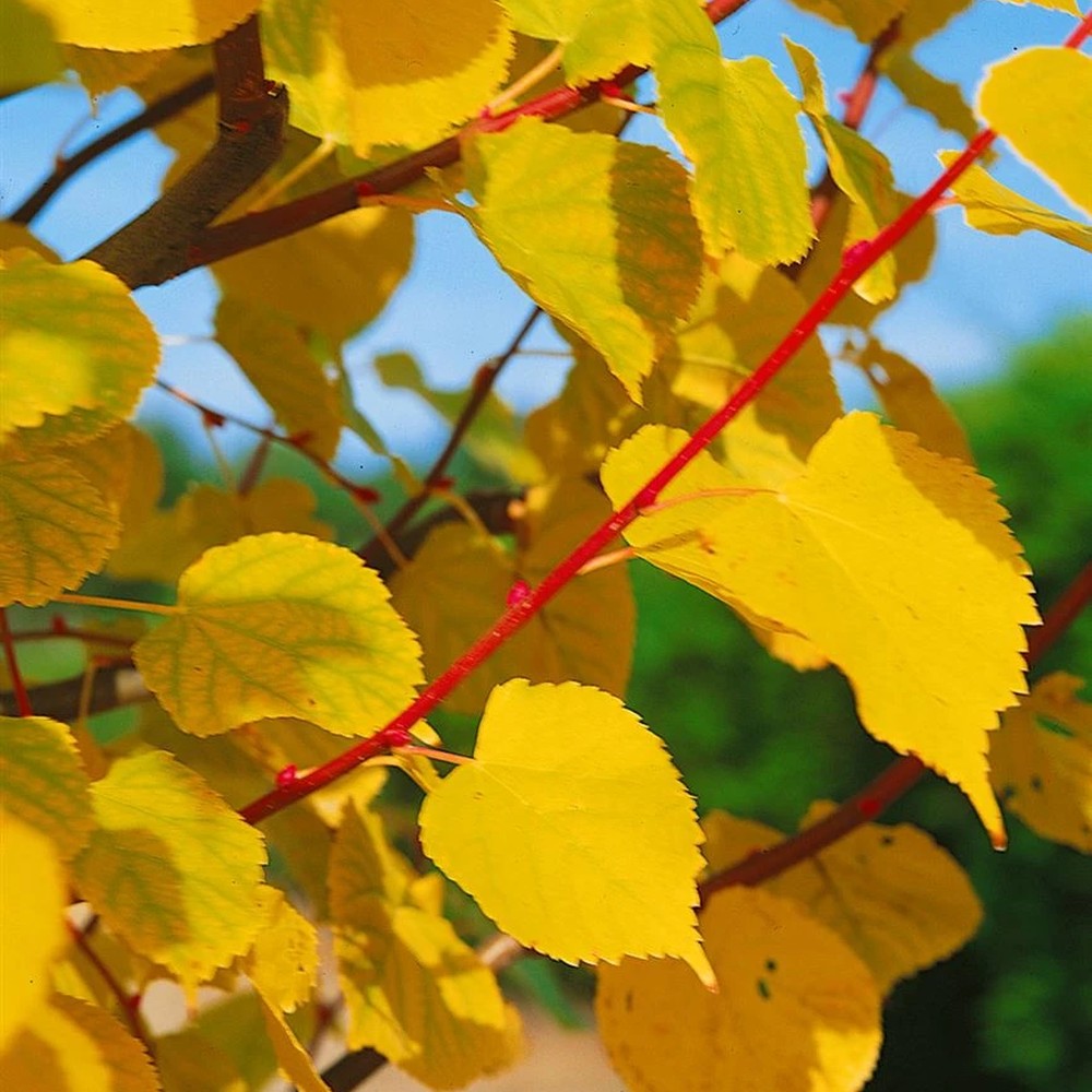 Липа Tilia cordata 'Winter Orange' – декоративна с оранжеви клони и ухаещи цветове