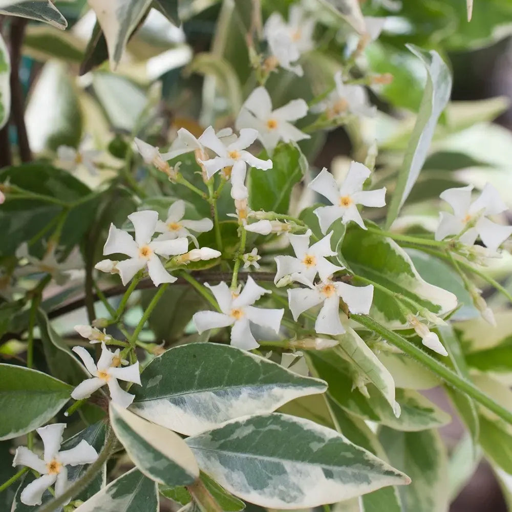 Iasomie Stelata Variegatum (Trachelospermum Jasminoides), planta cataratoare vesnic verde, parfumata, rezistenta frig, frunze verzi cu margini albe-galbene
