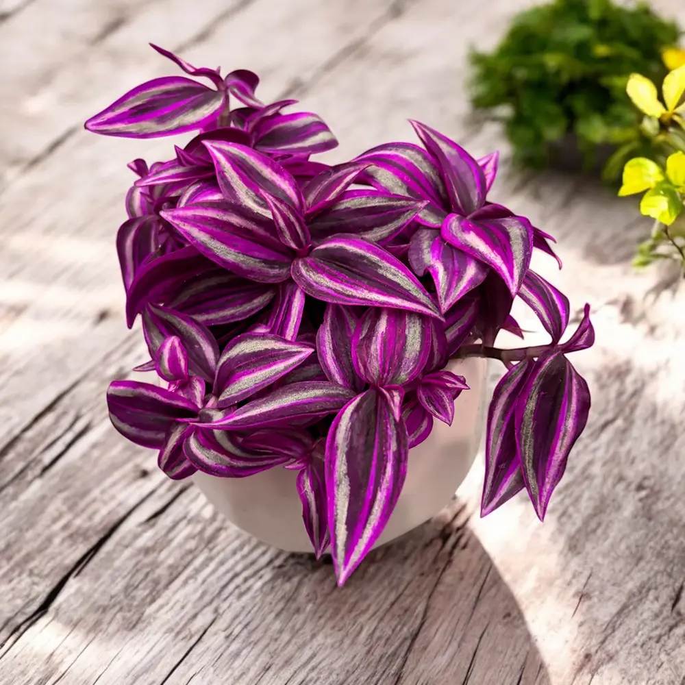 Tradescantia Zebrina Pink Paradise, 25 cm, planta de interior cu frunze roz verzi argintii, crestere rapida