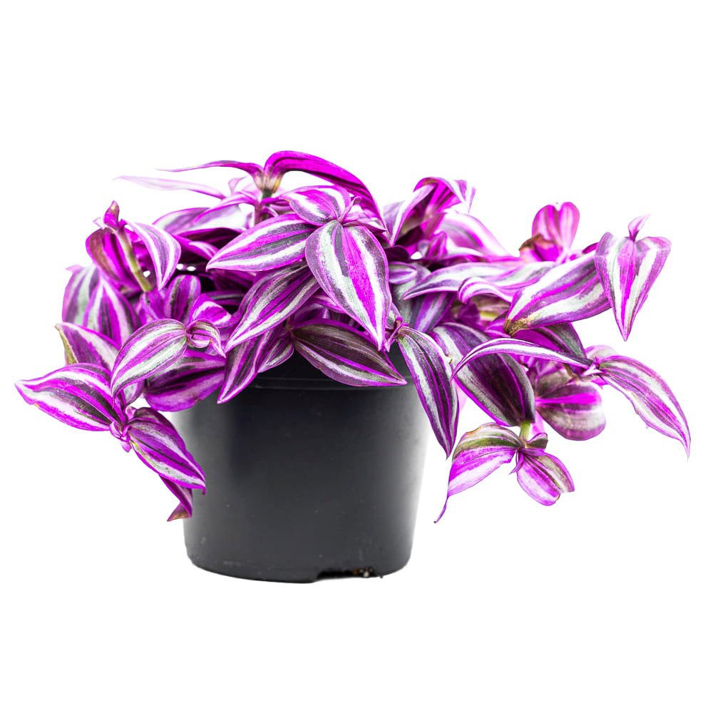 Tradescantia Zebrina Pink Paradise, 25 cm, planta de interior cu frunze roz verzi argintii, crestere rapida