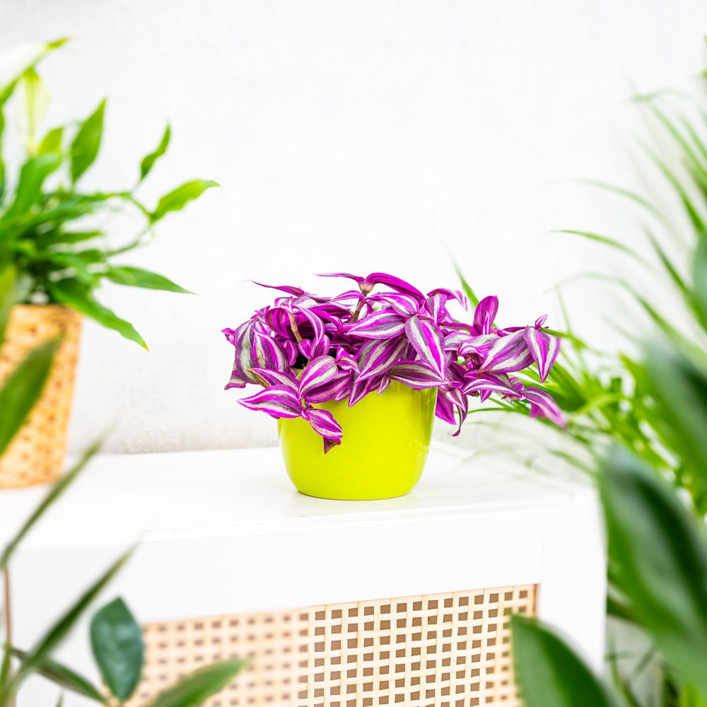 Tradescantia Zebrina Pink Paradise, 25 cm, planta de interior cu frunze roz verzi argintii, crestere rapida