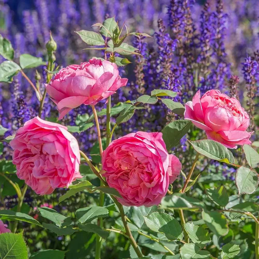 Роза David Austin 'Boscobel' – романтична английска роза с двойни розово-сьомгови цветове и силен аромат