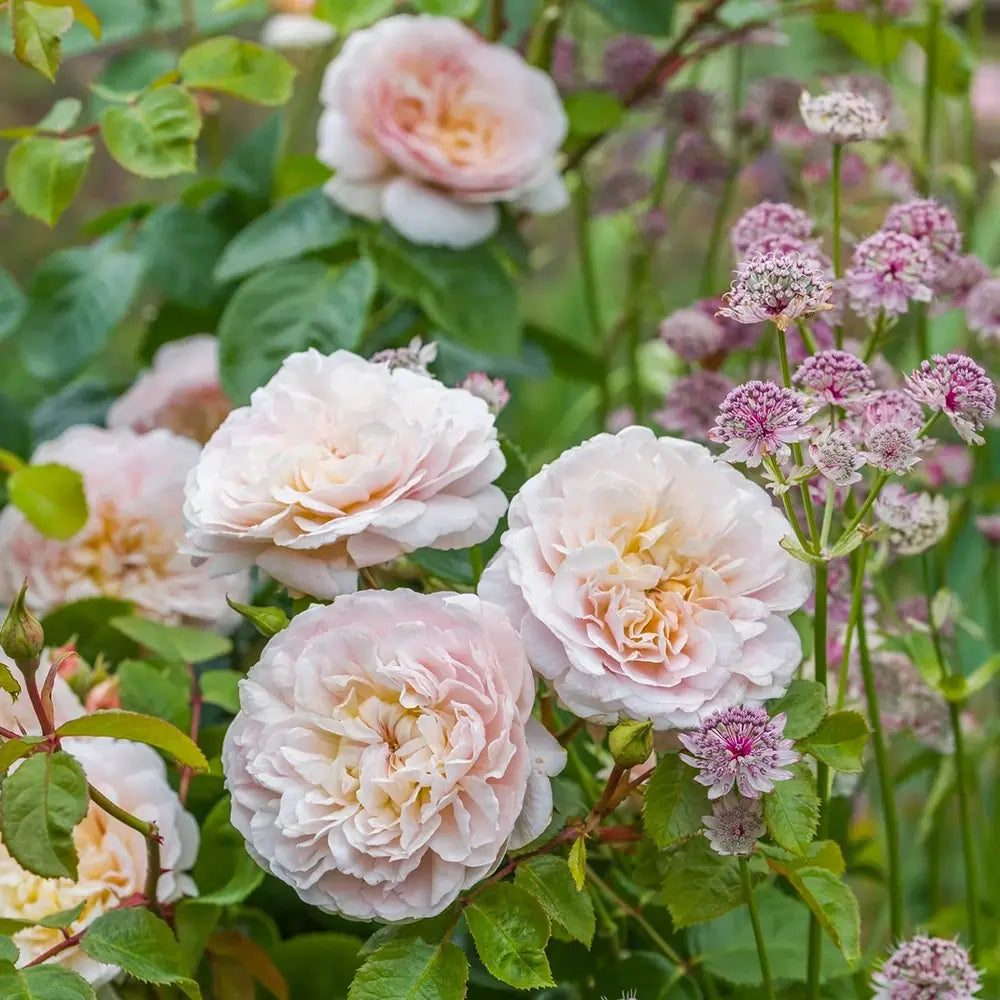 Trandafir englezesc David Austin Emily Brontë - trandafir romantic cu flori roz piersica, parfum intens, inflorire repetata
