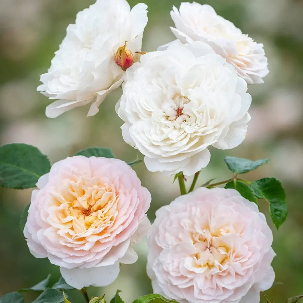 Trandafir englezesc David Austin Emily Brontë - trandafir romantic cu flori roz piersica, parfum intens, inflorire repetata