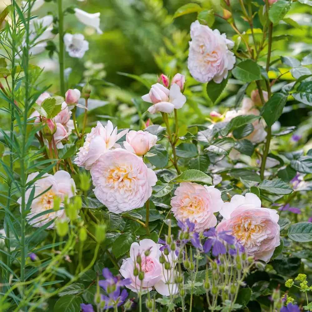 Trandafir englezesc David Austin Emily Brontë - trandafir romantic cu flori roz piersica, parfum intens, inflorire repetata